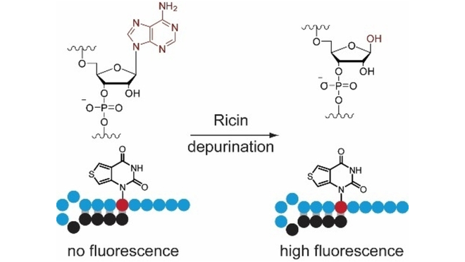 Alexander Heckel & co-workers @goetheuni @MpiBrain developed #RNA probes for visualization of sarcin/ricin loop depurination without background fluorescence @rklimek25 @TeresaS_13 @AkWachtveitl @erin_schuman @lxheckel #molecularbeacons #fluoresce onlinelibrary.wiley.com/doi/10.1002/as…