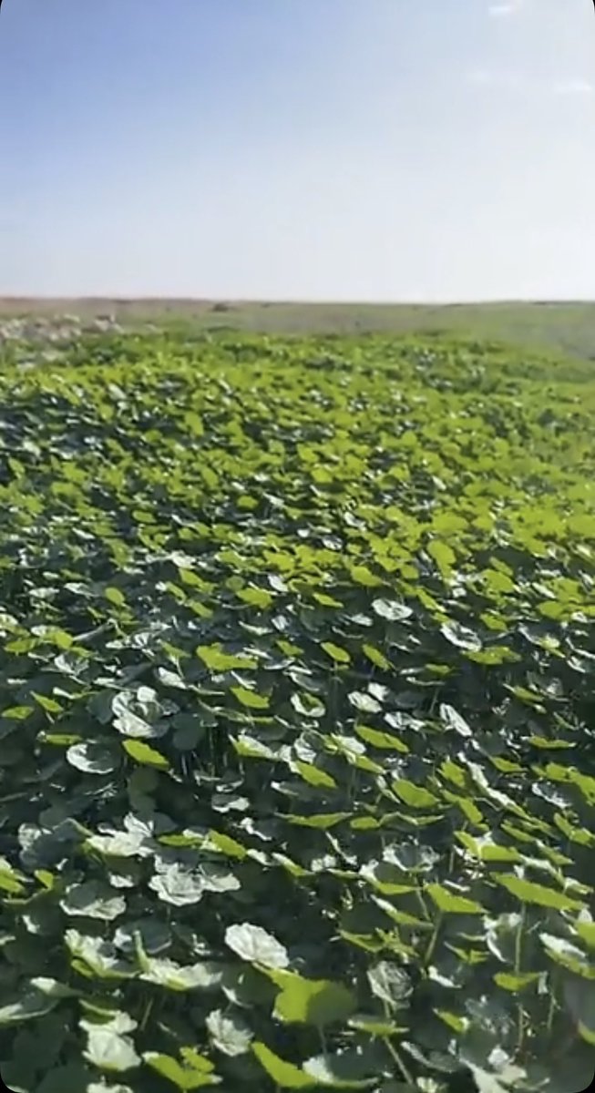 عجلان الزاهد |📸⛈☘️⛰ tweet media