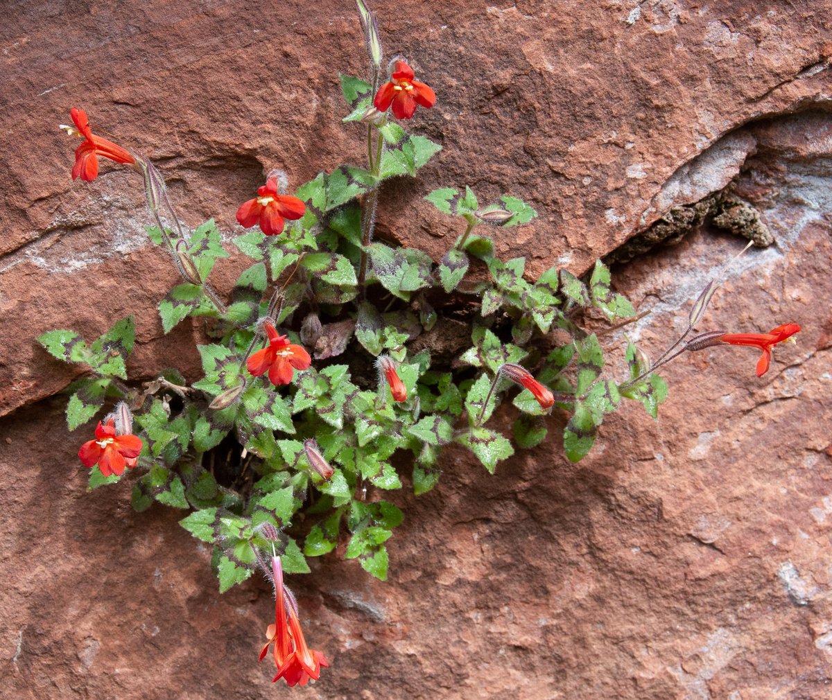 🧵: I am pleased to share that the 2nd chapter of my dissertation is published in the latest issue of @NewPhyt. We explored how a novel phenotype forms--a unique anthocyanin stripe on the leaves of #Mimulus verbenaceus. (#mimuluspropaganda!) Here's what we found: (1/5)