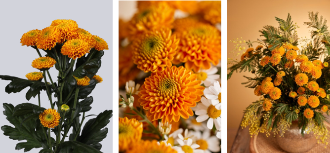 GroenVandaag's tweet photo. Deze week introduceert Santini-kwekerij Richard van Schie samen met veredelaar Floritec  #Santini ‘Maverick Orange’. 
De houdbaarheid op de vaas is uitstekend. De stelen zijn sterk en het hart blijft fris groen gedurende de gehele bloei. Mooi warm #oranje van kleur.
#noviteit https://t.co/zXPABcFNmy