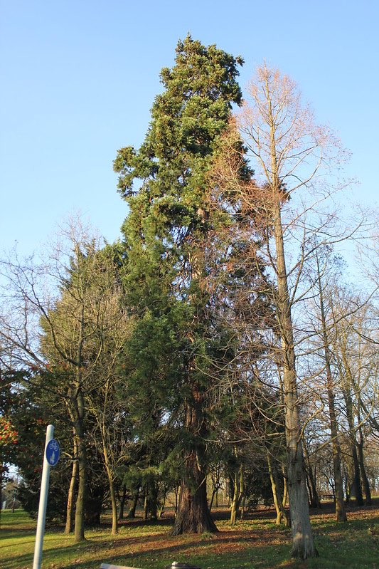 The Giant Redwood (Sequoiadendron giganteum) is our December #TreeoftheMonth. These tall evergreen conifers can reach over 80 metres in their native California. Our #AlexandraPark @FriendsAllyPark tree is just 26 metres with a smaller partner nearby. #HaringeyFavouriteTrees