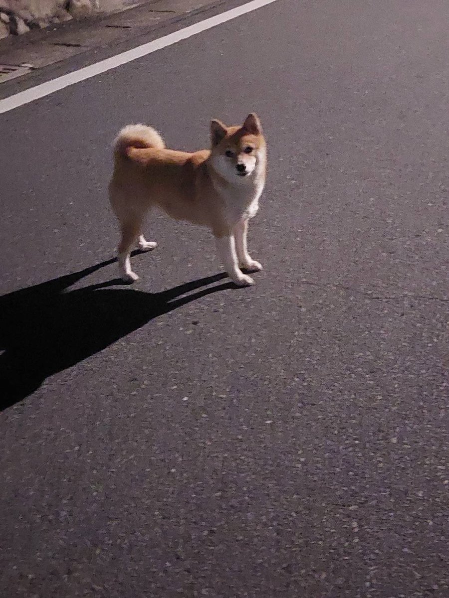 タグ 熊本 の注目ツイート メガとんトラック