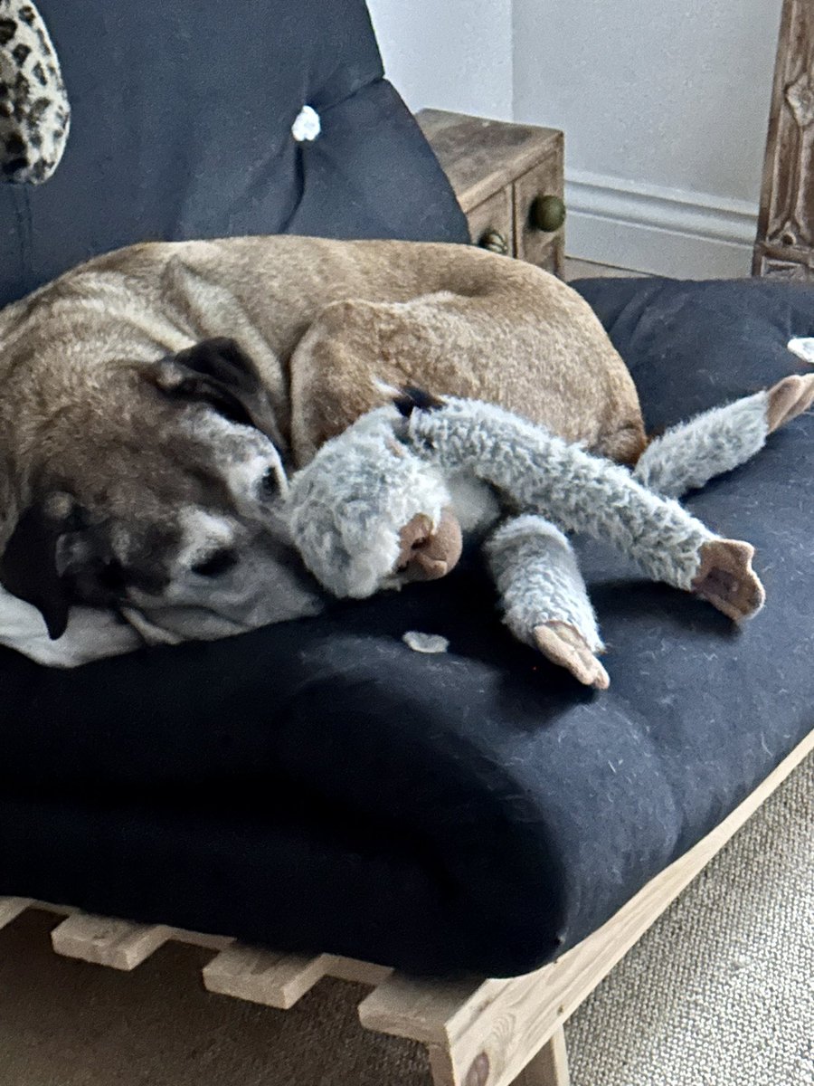 happygeek's tweet photo. Khush as at vet today, for something routine, and now is booked in for a scan as he’s put on weight and there’s a hard mass in his tummy.

Both Susie and I in tears, while hoping for the best. He’s 14, so no spring chicken.

#dogs #DogsofTwittter #dogsofinfosec #pet #friends https://t.co/75Pua9k6tu