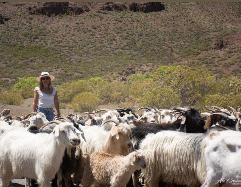 Tiempos de arreos...precaución en las rutas...por favor.
