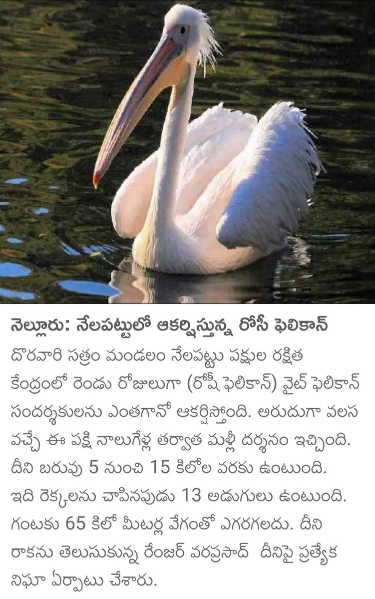 sudhakarareddyt's tweet photo. నెల్లూరు జిల్లా, నేలపట్టు పక్షుల రక్షిత కేంద్రానికి విదేశీ పక్షుల రాకతో పర్యాటకుల సందడి మొదలైంది...
#Felicon https://t.co/mzyzYuln8L
