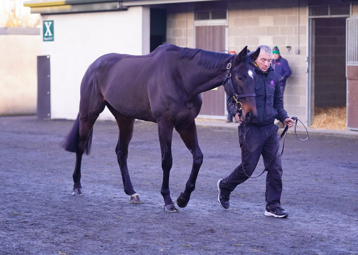Goffs (@goffs1866) on Twitter photo Among a stellar cast of mares at the Dec NH Sale is Grade 2 winner & multiple Graded placed RAPID RESPONSE from <a href="/BarodaStudIre/">Baroda Stud</a>. β‘οΈ
8YO mare by Network, damsire of Icare Allen & Fakir D'alene, πππ.π
Pedigree: bit.ly/3Y2Ar3s Among a stellar cast of mares at the Dec NH Sale is Grade 2 winner & multiple Graded placed RAPID RESPONSE from <a href="/BarodaStudIre/">Baroda Stud</a>. β‘οΈ
8YO mare by Network, damsire of Icare Allen & Fakir D'alene, πππ.π
Pedigree: bit.ly/3Y2Ar3s