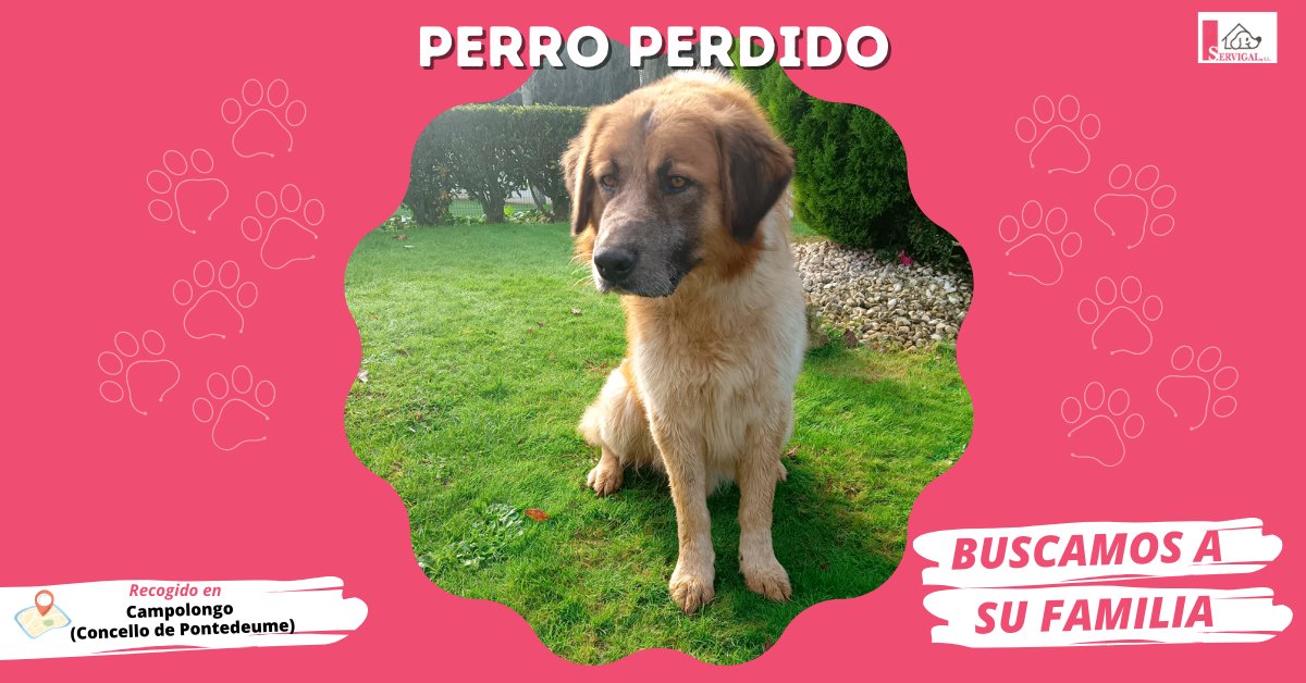 LaceriaServigal's tweet photo. ⚠️#PERROSPERDIDOS⚠️

🐕Peludiño tipo pastor alemán, recogido en #Loureda (#Arteixo).
🐕Peludiño tipo mastín (marrón claro) recogido en #Campolongo (#Pontedeume).
🐕Peludiña tipo mastín (marrón ocuro) recogida en Campolongo.

¡Llámanos si sabes algo!
📞981679083

#Servigal https://t.co/9TaPc4n8ri