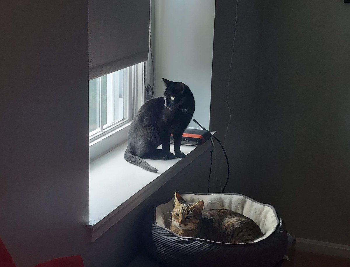 I miss Null, I still get plenty of updates on her. Her other dad has custody so she’s with him now. Also, bonus cat is Cici. https://t.co/RODbSnweaN