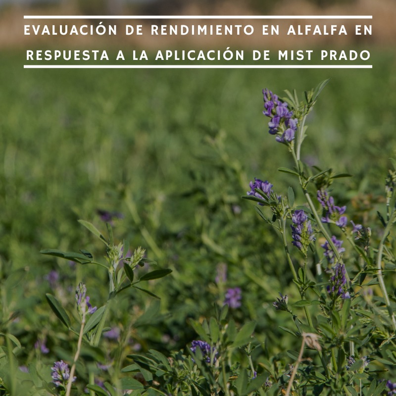 INTA Manfredi tweet media