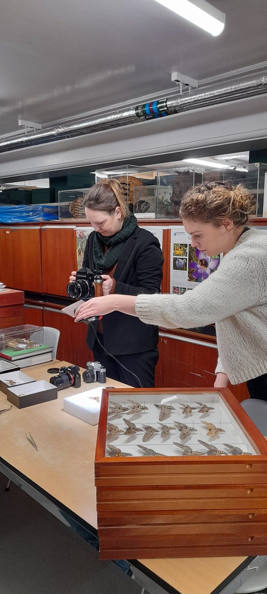 MuseumInsight's tweet image. Great visit and good conversations with the artist @MeganPowell122 and the colleague Alison Criddle @MuseumDevNW about #pollinators, moths and hoverflies, in Entomology @McrMuseum. @carbon_literacy @rootsandbranches