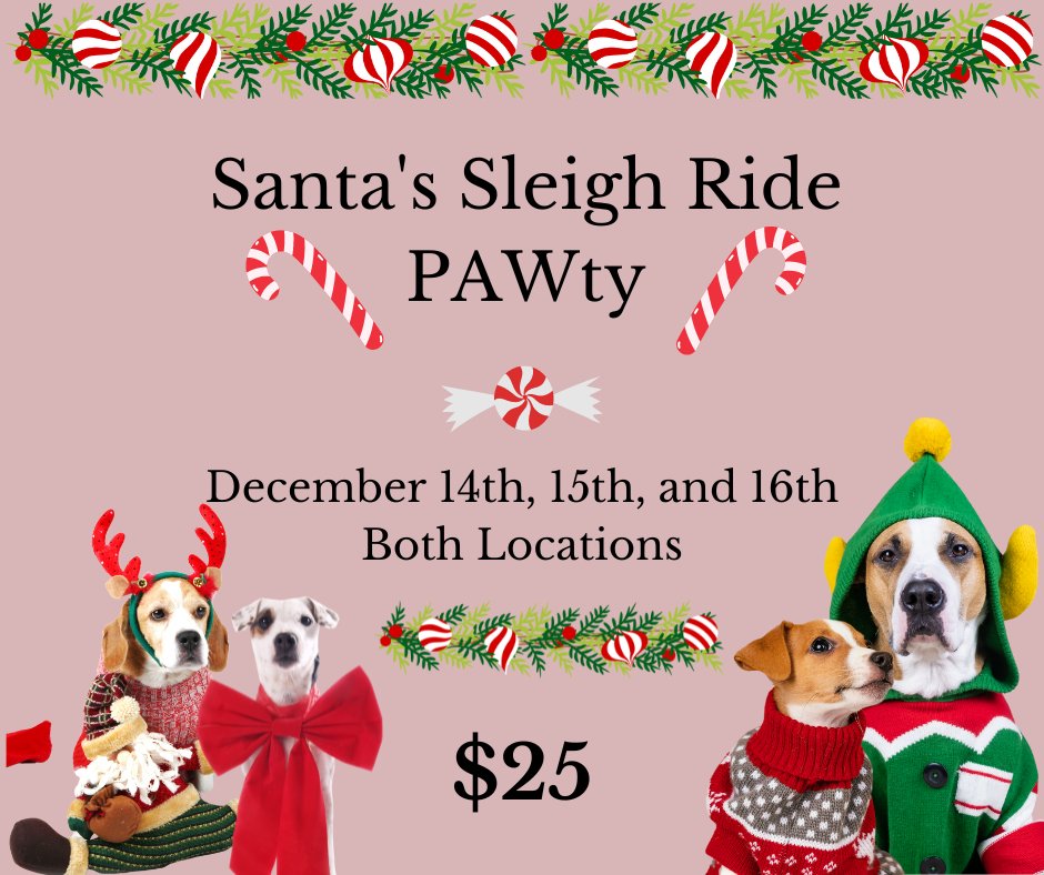 Dog Tired (@dogtiredsc) on Twitter photo 