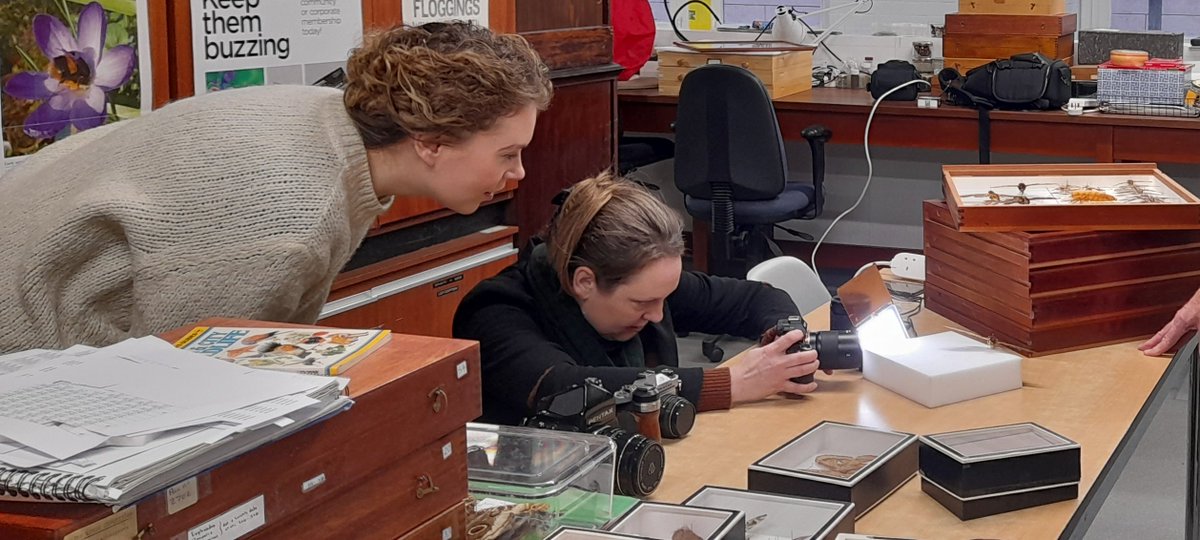 MuseumInsight's tweet image. Great visit and good conversations with the artist @MeganPowell122 and the colleague Alison Criddle @MuseumDevNW about #pollinators, moths and hoverflies, in Entomology @McrMuseum. @carbon_literacy @rootsandbranches