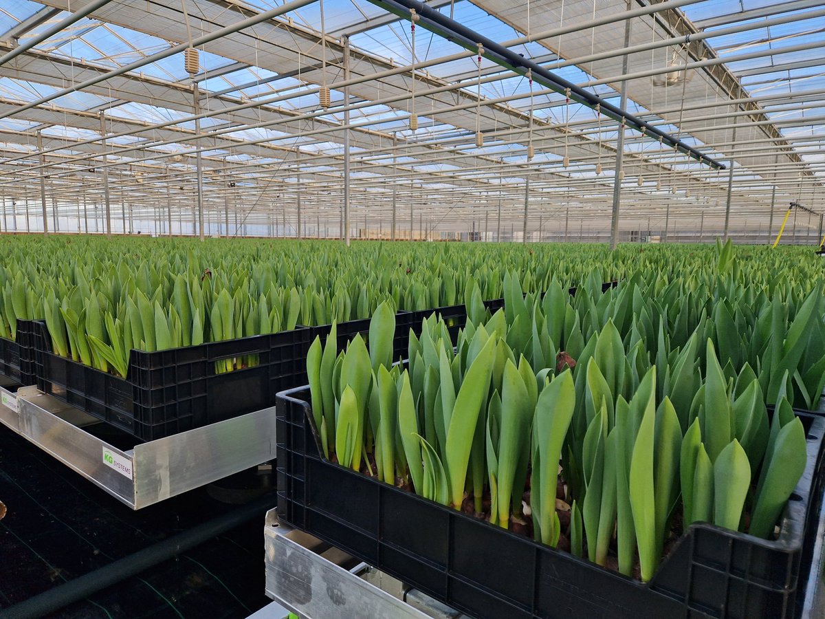 Collison cut flowers tweet media