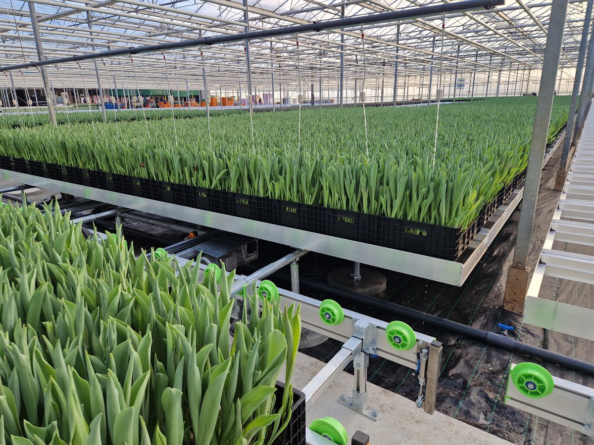 Collison cut flowers tweet media