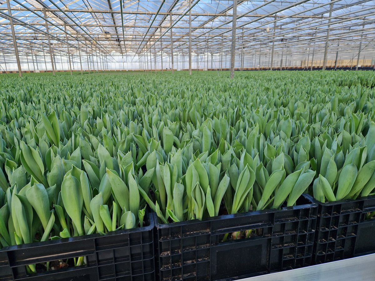 Christmas is coming.... First few stems cropped today 🌷 🌷 🌷#tulips #lovebritishflowers #tuliptime with automation by @KG_SYSTEMS