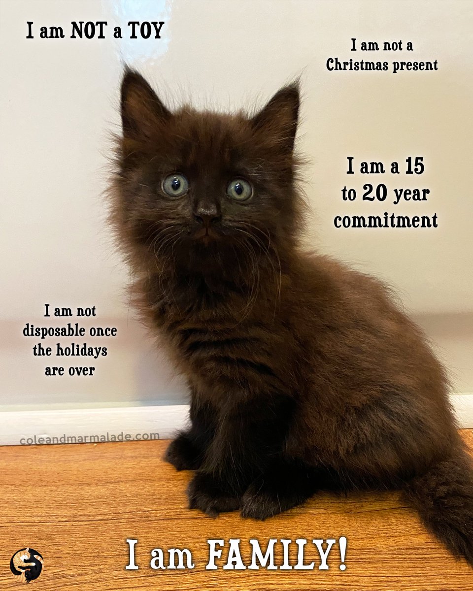 ColeTheBlackCat's tweet image. I'm sure everyone everyone will agree with this!! 💕

#CatsAreFamily #NotAToy #cats #Kittens #FurKids #WednesdayWisdom @catsofinstagram