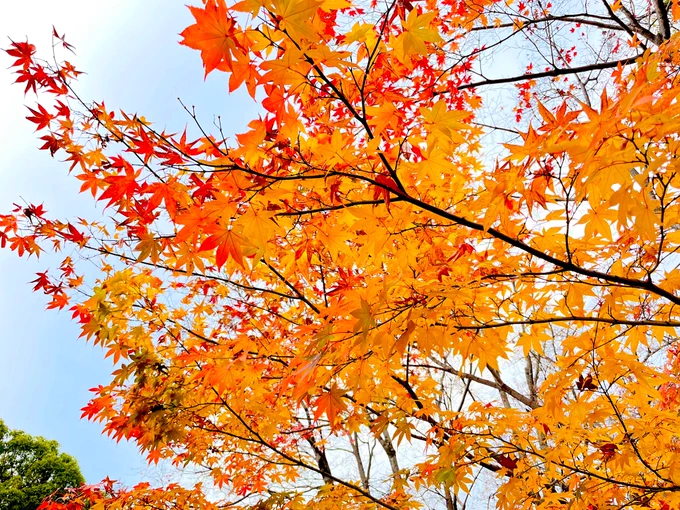 紅葉写真は難しいよね。色がバグるし肉眼が至極。普段引きこもりだから秋を堪能しました 