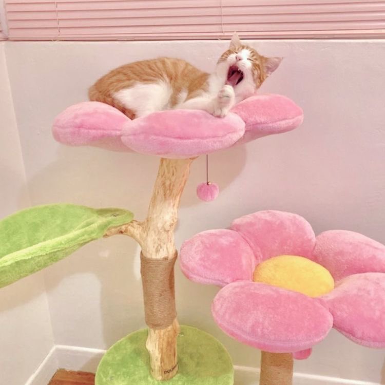 _FeelsAesthetic's tweet photo. Kitties 🥺 https://t.co/XfMQWAPIuX