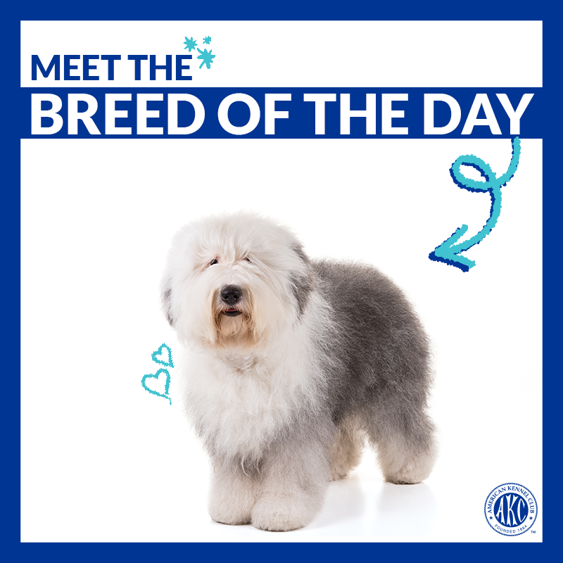 akcdoglovers's tweet photo. Smart, gentle, and adaptable. Meet the Old English Sheepdog → https://t.co/GEzqoJCrTY #ThisisAKC https://t.co/EZv97sneih