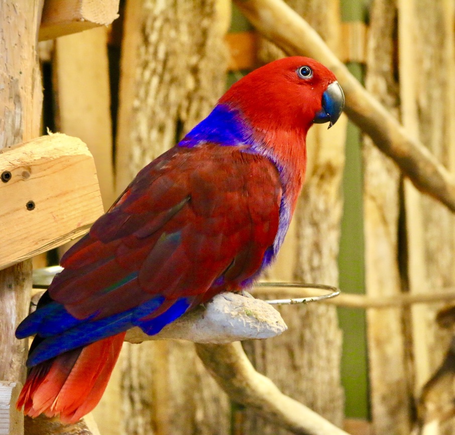 BirdKingdom's tweet photo. Meet Cleo, the Eclectus Parrot!
Her favourite food is sunflower seeds. She was hatched in the year 2000 and donated to Bird Kingdom in 2015. #Millennial
#eclectus #eclectusparrots #parrot #psittacines #eccies #BirdKingdom #Eclectusroratus https://t.co/F67woeNRFg