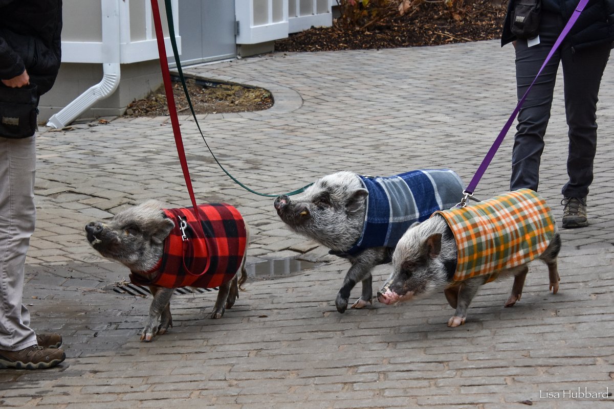 CincinnatiZoo's tweet image. Three little pigs! Cinder, Thatcher and Magnolia are staying warm while out for a walk!
