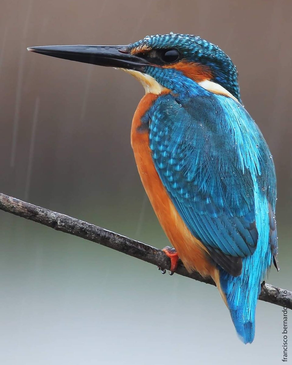 franois29481310's tweet photo. Guarda-rios (Alcedo atthis)
Reserva Natural Local do Estuário do Douro.
#Portugal #wildlifenature #wildlifephotography #nature #natureza #love #friendes #Canon #nature #portugal #oporto #travel #RNLED #portugal #oporto #Canon #canonportugal #franciscobernardo https://t.co/MHP418j4a4