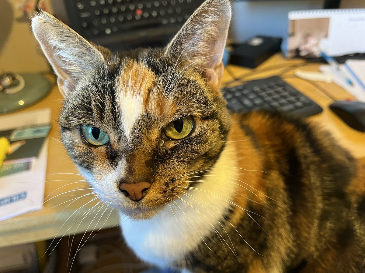 Library_Lesley tweet media