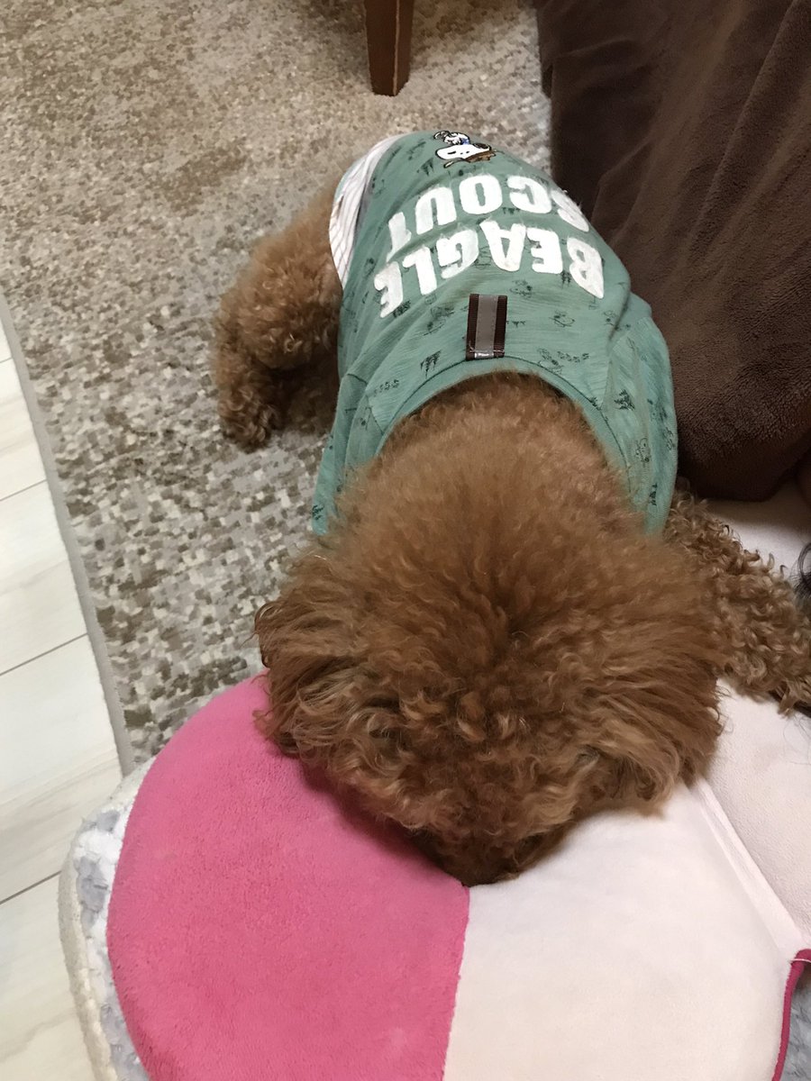 老犬ノアです。円座、落ち着くみたいです。f^_^;
代表　森田洋