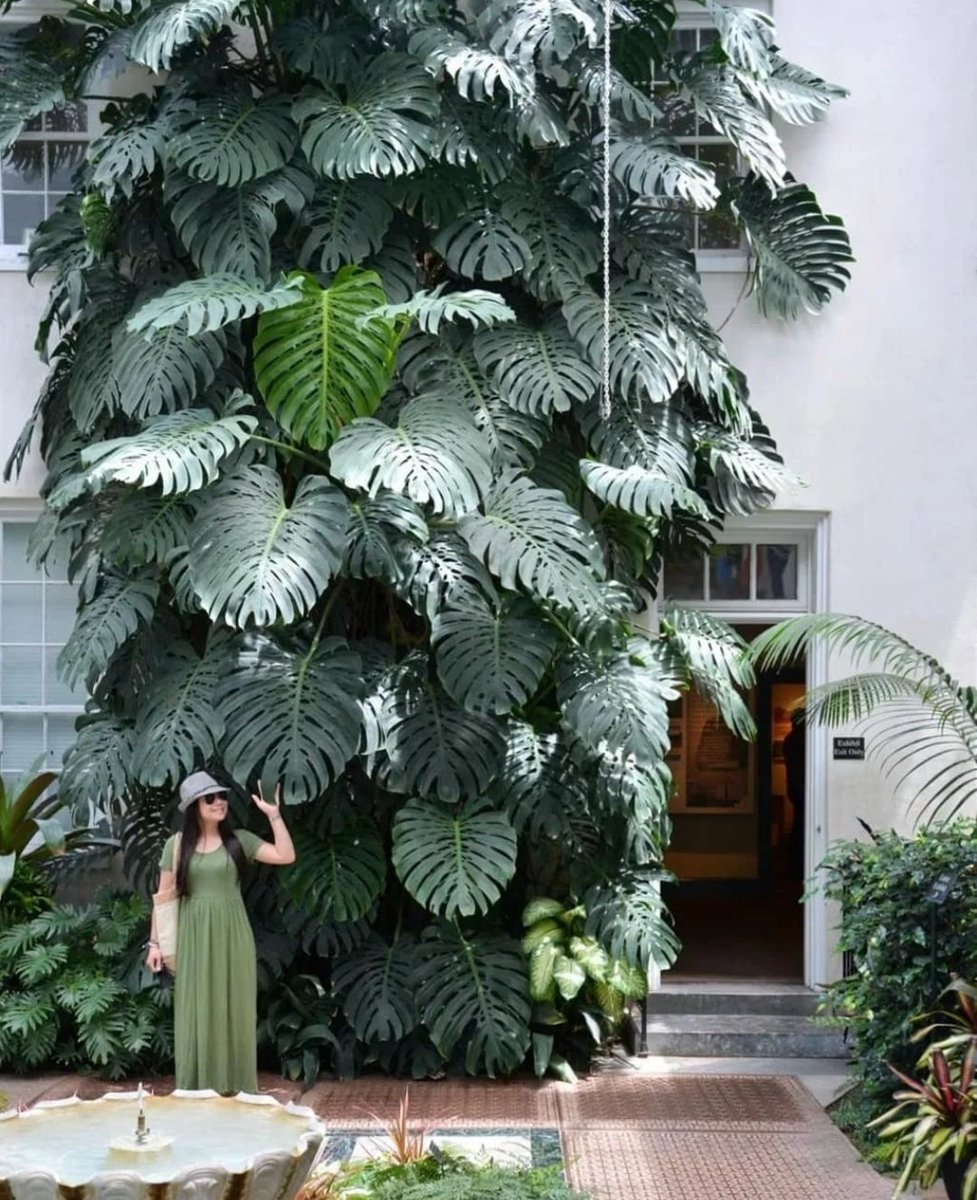 HobbyistPlant's tweet photo. A Monstera growing with no restraints 🌿 https://t.co/EI2Qzu294e