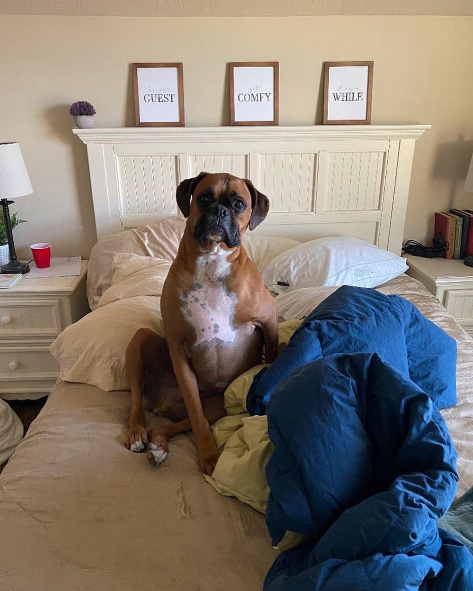 I found Harley in the guest bedroom this morning. Hope you enjoyed your stay. #boxerdog #boxersoftwitter #boxerchat #DogsofTwittter #dogsarefamily #boxersofinstagram #petsoftwitter