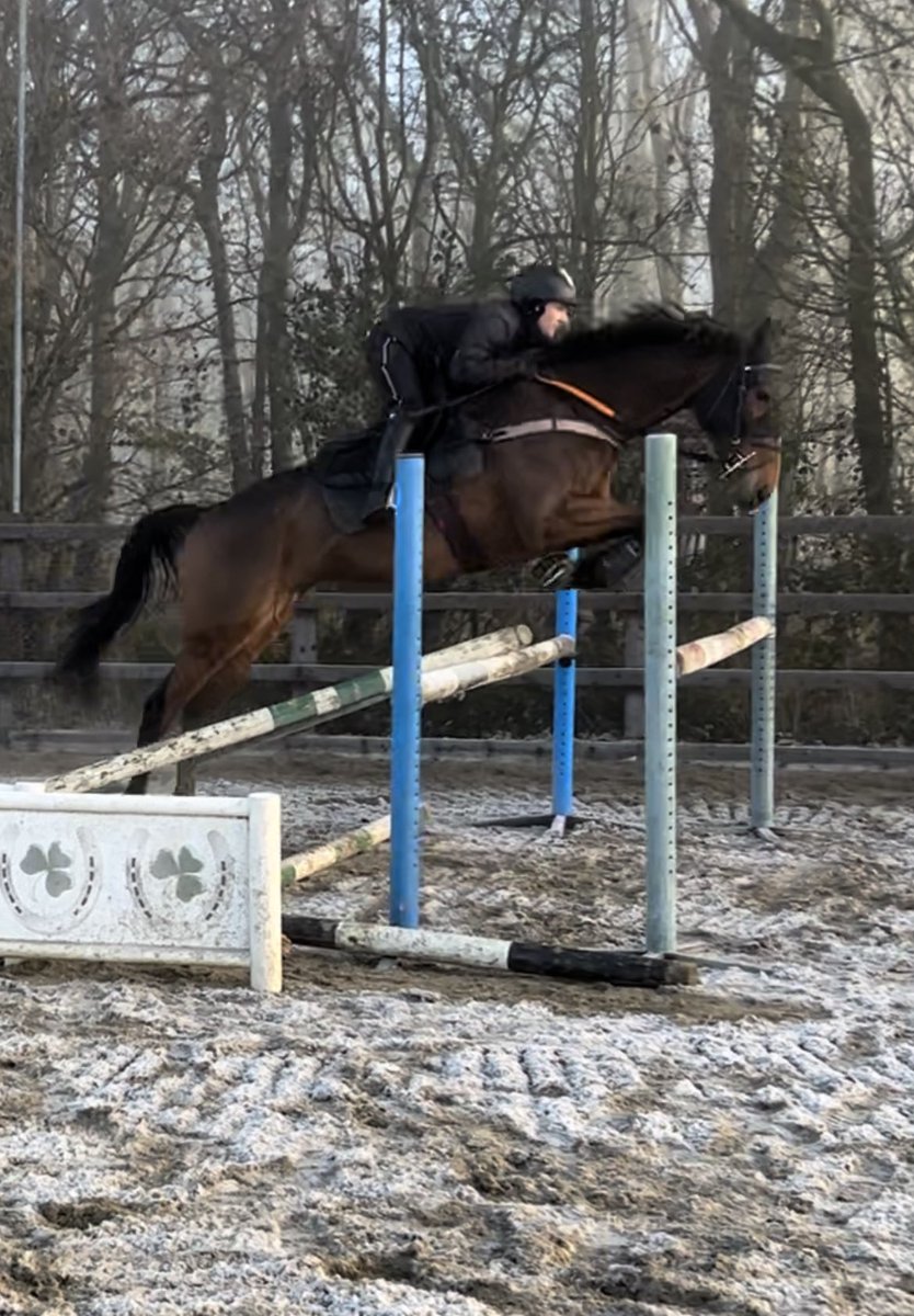 Oliver Signy Racing (@oliversigny) on Twitter photo Some Christmas homework for French Paradoxe with <a href="/CollettEventing/">Laura Collett</a> this morning <a href="/mickfitzg/">mick fitzgerald</a> Some Christmas homework for French Paradoxe with <a href="/CollettEventing/">Laura Collett</a> this morning <a href="/mickfitzg/">mick fitzgerald</a>