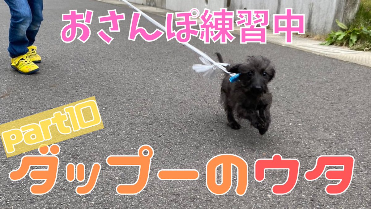 ダップーのウタ tweet media