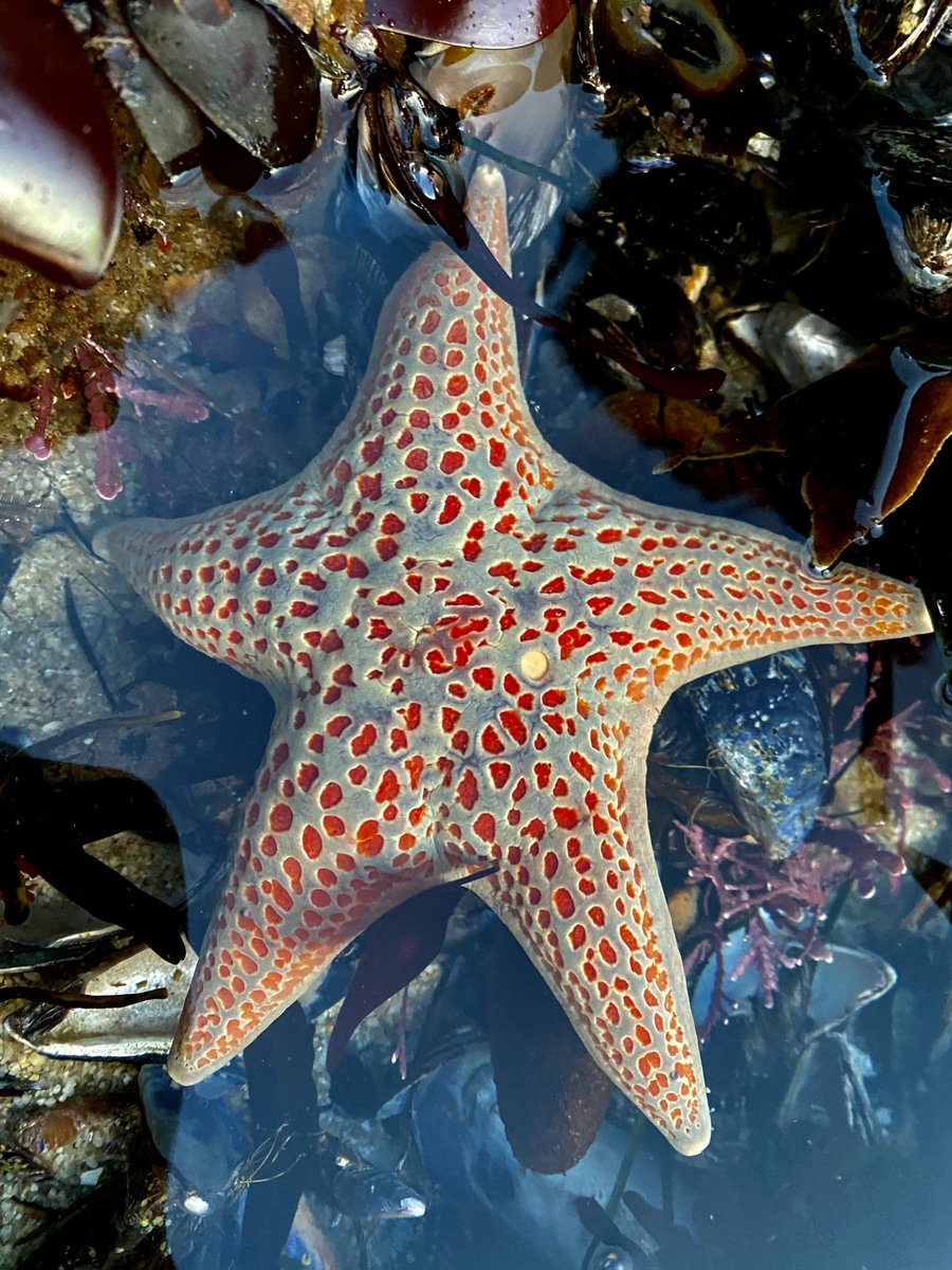 limpetsnews's tweet photo. Here are some more tidepool finds from this week!
#limpetsmonitoring #montereybay #tidepooling #intertidal https://t.co/TFNNiEM6Js