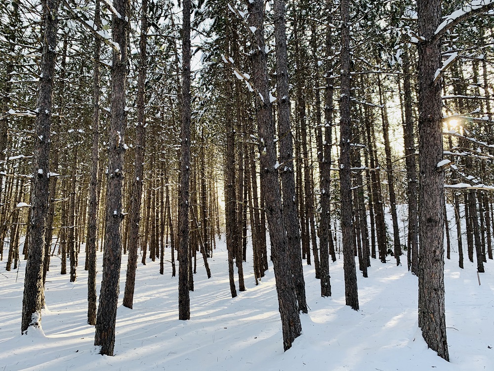 Did you know the scent of fresh pine has been shown to lower depression and anxiety? 🌲

#HPHP #NationalChristmasTreeDay