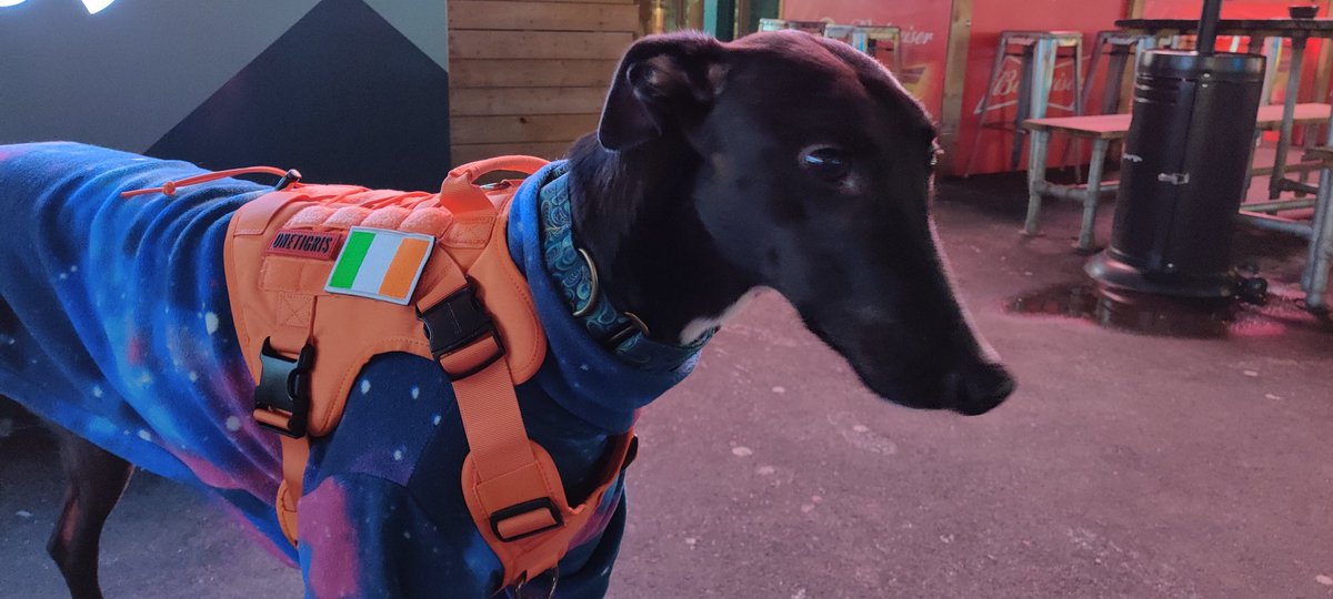 Nightwind005's tweet photo. My 3 favourite Irish things
3. @BaileysOfficial Irish cream
2. YouTube @Jacksepticeye
1. Our new family member Dash or known as "Fair Suave" the retired racing dog from Ireland (don't worry he also likes watching Jack on TV too 🇮🇪) https://t.co/qHrMryurAo