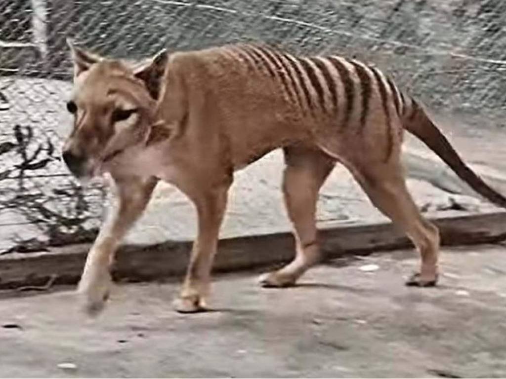 On this week's show @JackDAshby tells us about the endling - the last-known animal in a species. In this case, the endling thylacine.THE ENDLING 😢 newscientist.com/podcasts/152-a…