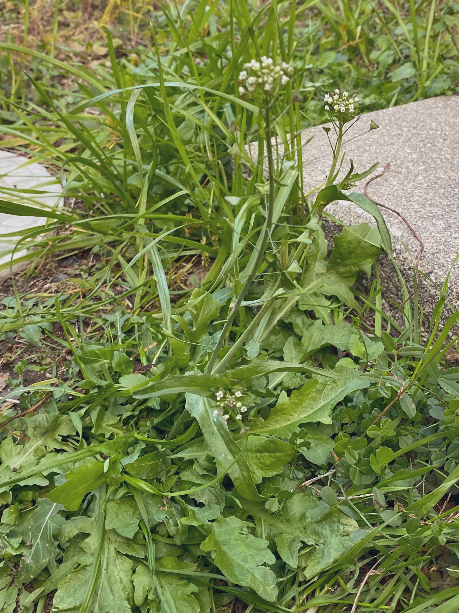 ナズナ Twitter Search Twitter