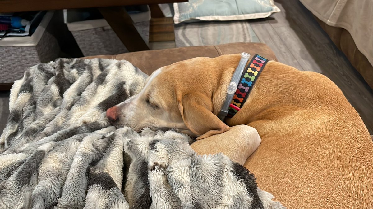 BrownieTurd's tweet photo. Has 2 couches, etc. Wants to sleep on my legs on the seat I’m laying on. #CuddleTurd #SeatThief #MyCouch #PennyTurd https://t.co/ioifiawXfe