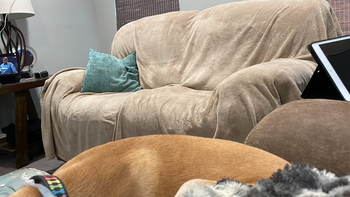 BrownieTurd's tweet photo. Has 2 couches, etc. Wants to sleep on my legs on the seat I’m laying on. #CuddleTurd #SeatThief #MyCouch #PennyTurd https://t.co/ioifiawXfe