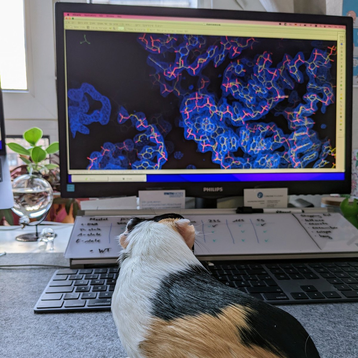 Model building with a fluff. She's concerned about the correct conformations though.  #guineapiginscience #cryocarrot #cryoEM #ribosomes