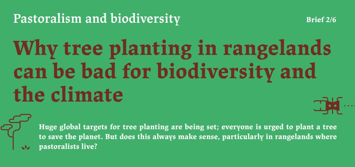 <a href="/PASTRES_erc/">Pastoralism & Uncertainty</a>: "The longstanding obsession with tree planting as a route to addressing climate &amp; biodiversity challenges must be rethought. Covering over half the world’s land surface, rangelands - as ‘open ecosystems’ – require a very different approach" pastres.files.wordpress.com/2022/09/en-inf…