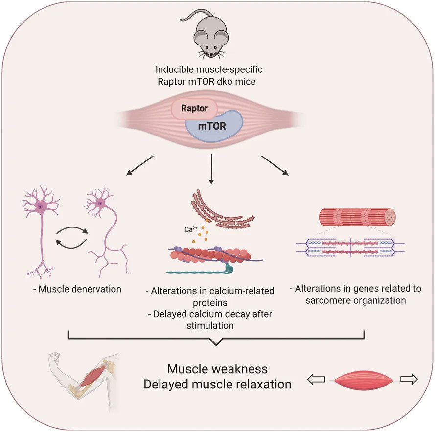 Journal of Physiology (@jphysiol) on Twitter photo <a href="/BaraldoMartina/">Martina Baraldo</a>, Zorzato, Dondjang, Geremia, Nogara, Dumitras, Blaauw (of <a href="/VIMMPadua/">VIMM</a>), Canato, Marcucci (of <a href="/UniPadova/">Università di Padova</a>) and Nolte (of <a href="/CECAD_/">CECAD Cologne</a>) share their research on the inducible deletion of raptor and mTOR from adult skeletal muscle!
📜 buff.ly/3HyBBhF <a href="/BaraldoMartina/">Martina Baraldo</a>, Zorzato, Dondjang, Geremia, Nogara, Dumitras, Blaauw (of <a href="/VIMMPadua/">VIMM</a>), Canato, Marcucci (of <a href="/UniPadova/">Università di Padova</a>) and Nolte (of <a href="/CECAD_/">CECAD Cologne</a>) share their research on the inducible deletion of raptor and mTOR from adult skeletal muscle!
📜 buff.ly/3HyBBhF