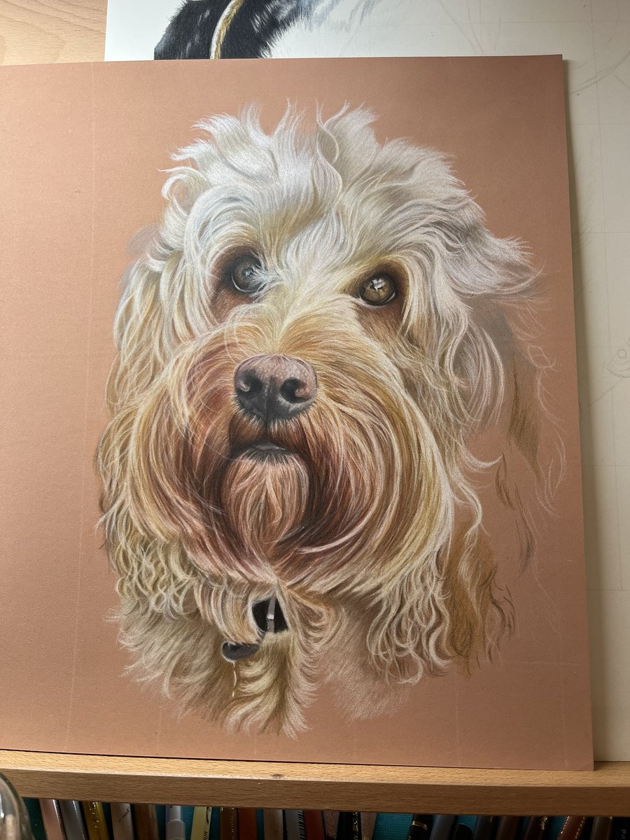 Currently working on my one and only Christmas commission, Charlie the cockerpoo, will he get there in time for Christmas with the postal strikes? #cockerpoo #dogdrawing #colourpencilportrait #petportraitartist #fabercastell #pastelmatpaper