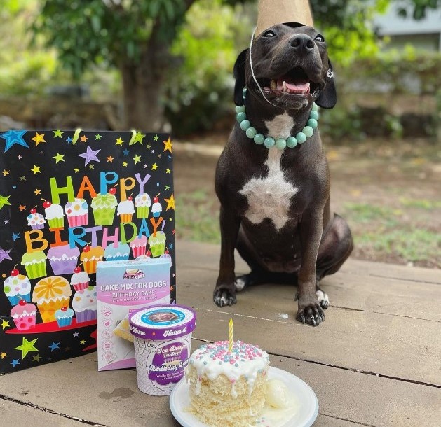 PuppyCakeLLC's tweet photo. To the world's best buddy you deserve a Birthday treat.🐶 Life wouldn't be the same without you.💕

#puppycakellc #cakesfordogs #puppycake #dogparty #dogcakemix https://t.co/RjyZrtb8fY