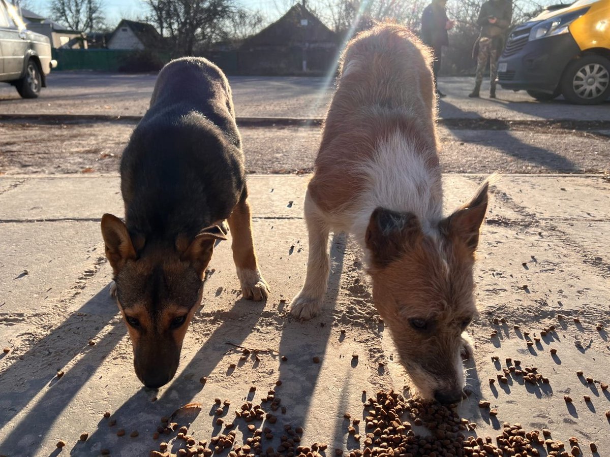 SelenaCaamano's tweet photo. @Naturewatch_org @uwarf1 💙Drainpipe Feeders for Homeless Animals💛
installed yesterday in the villages of the Kharkiv region;
✔️GPS location recorded.
✔️Local volunteers supplied with refill feed.

🫶Supplied by @Naturewatch_org 
🫶Installed by @uwarf1 
🔴Updates;
#UWARF🐾🩺M*A*S*H Vet Clinics #Kharkiv https://t.co/ScG3cHFZPT