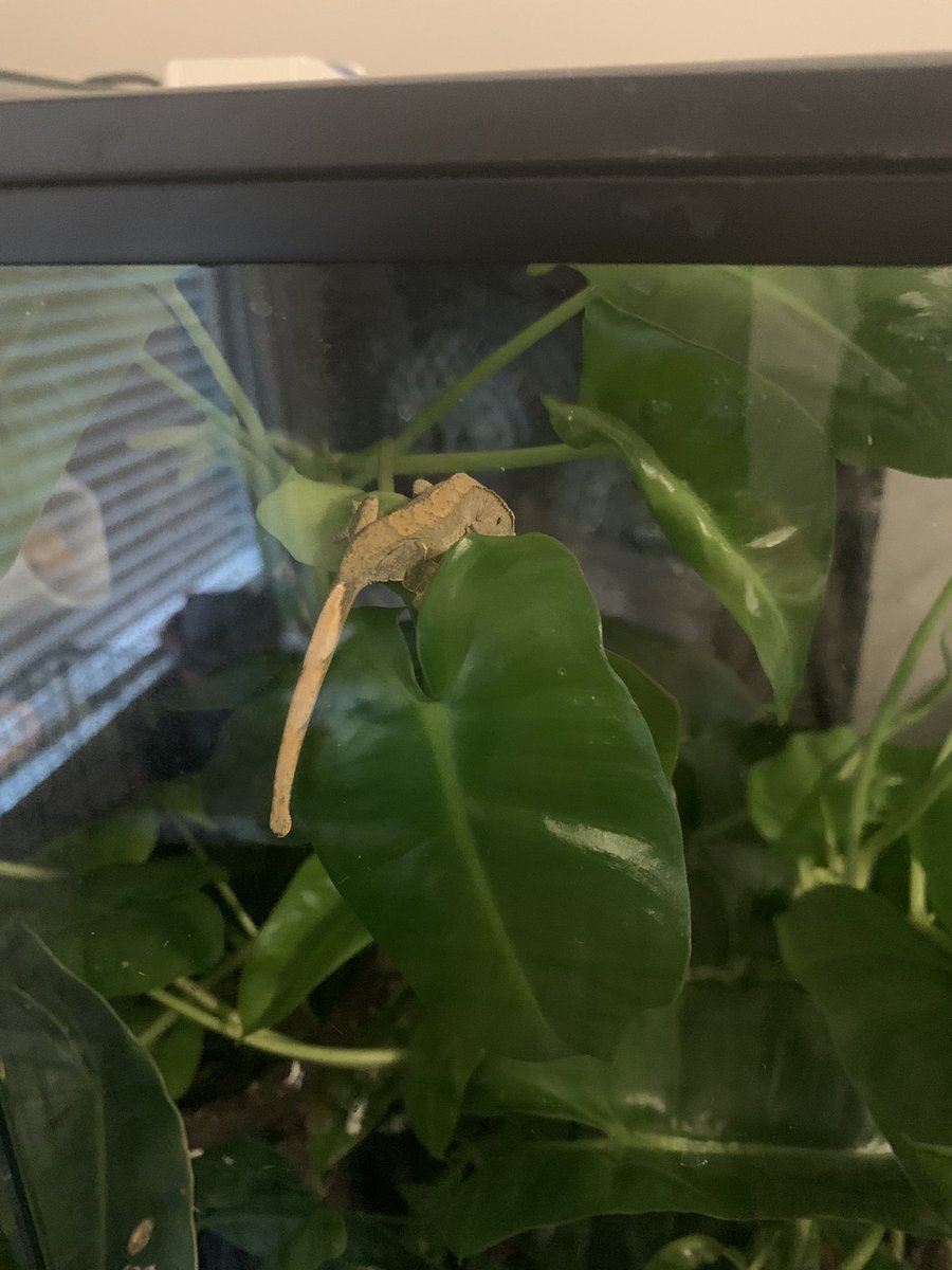 m3l_eth's tweet photo. Today we will say bye to a few baby geckos, but we also said hello to another babe! ๐ฅฐ๐๐ญ #ivelostcount https://t.co/eTCbTUUini