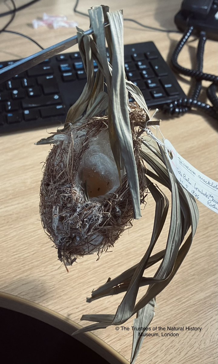 Sometimes I marvel at the beauty of nests. This is the small purse-like nest of a Red-chested Flowerpecker from Lombok Island in Indonesia found in May 1896. Little is known of the breeding of the 48 species of flowerpecker - some we know nothing of their breeding #ornithology
