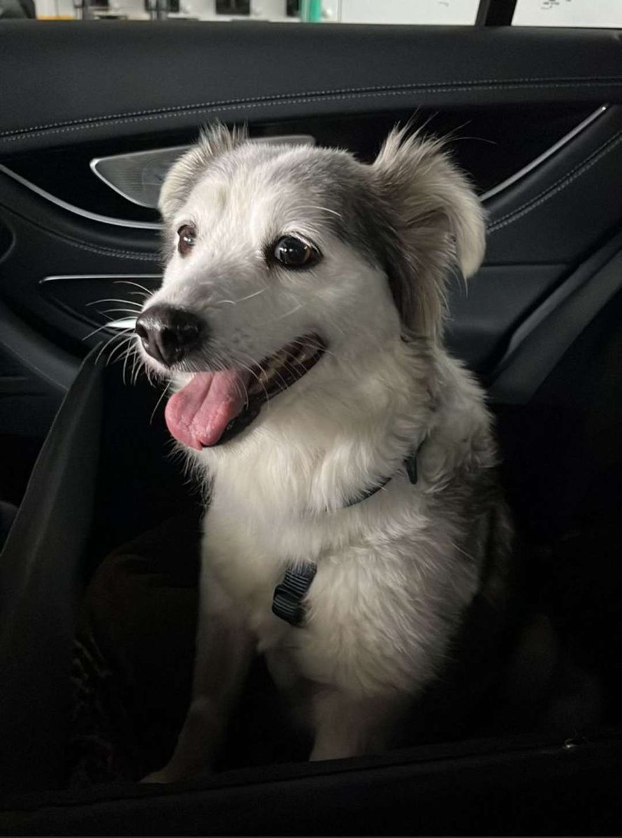 Applied to adopt this cute rescue doggo and got rejected. I don't think I can get over this.

F