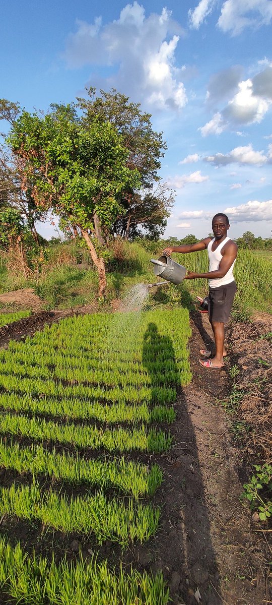mkadaluka's tweet photo. We going rice 🌾... #ndonda https://t.co/rQciml83qh