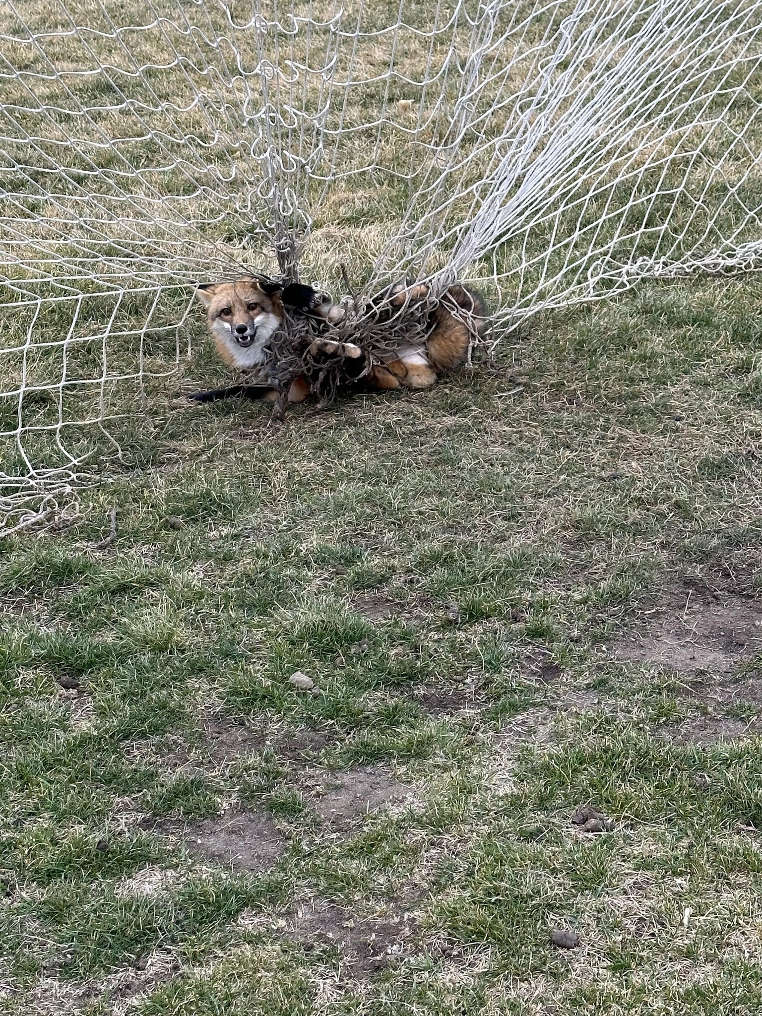 Image for the Tweet beginning: What did this fox say?